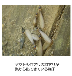 ヤマトシロアリの羽アリが巣から出てきている様子