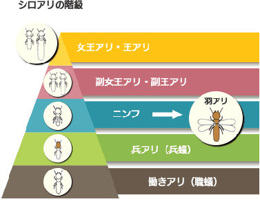 シロアリの階級