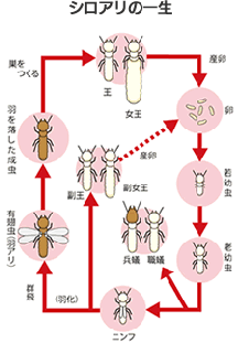 シロアリの一生