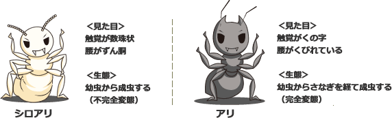 シロアリ見た目