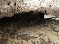 壁の中に作った巣の跡