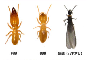 ヤマトシロアリ